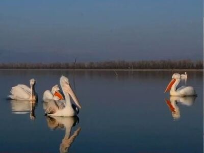Μαΐστρος: Ο πρώτος αργυροπελεκάνος με πο...