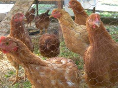 Αιτωλοακαρνανία: Εξαρθρώθηκε σπείρα Ελλή...