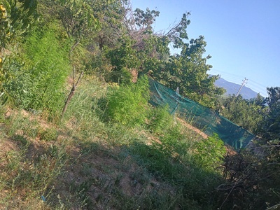 Μεσολόγγι: Συνελήφθη άνδρας για καλλιέργ...