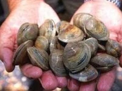 Χάνονται τα όστρακα της Ελλάδας