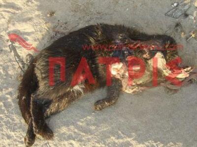 Πύργος: Βασανίζουν και σκοτώνουν ζώα στη Μούτελη! 