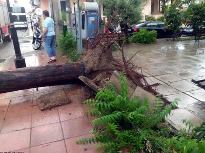 Πάτρα: Δέντρο πλάκωσε αυτοκίνητο στο Ακταίο