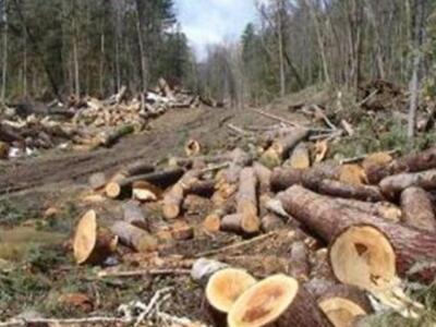 Ο καιρός σύμμαχος των... λαθροϋλοτόμων σ...