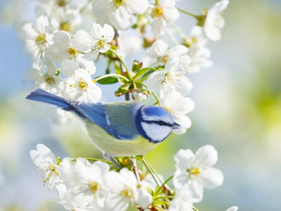 Αυτό είναι το πτηνό που ζει στην Ελλάδα ...