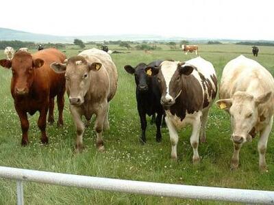 Ηλικιωμένη κτηνοτρόφος τραυματίστηκε θαν...