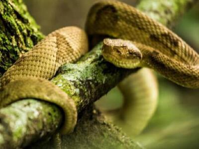 Το νησί των φιδιών το πιο επικίνδυνο μέρ...