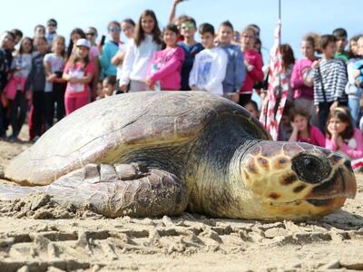 Κρήτη:Δυο θαλάσσιες χελώνες Caretta Care...