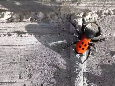 Σπάνια αράχνη πασχαλίτσα στο Ναύπλιο από...