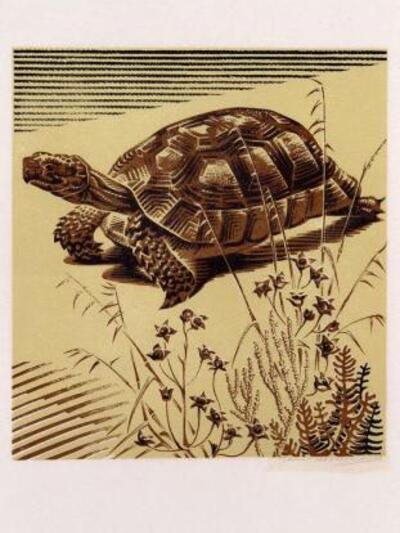 Γιάννης Κεφαλληνός - Η χελώνα, από το λε...