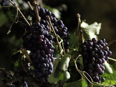 Αρχαιολόγοι βρήκαν σπόρους σταφυλιού ηλι...