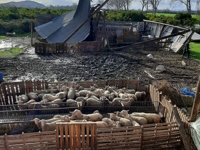 Δυτική Ελλάδα: Μεγάλες ζημιές σε κτηνοτρ...