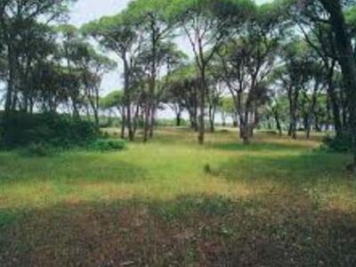 ΟΙ.ΚΙ.ΠΑ.: 800 στρέμματα αναδασωτέων εκτ...