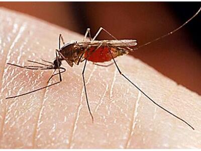 Αυξάνονται τα κρούσματα του ιού του Δυτι...