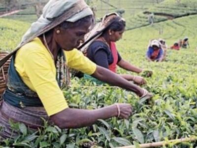 Ινδία: Εργάτες σε φυτεία τσαγιού ξυλοκόπ...