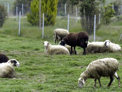 Συνελήφθη για θανάσιμο τραυματισμό ζώου