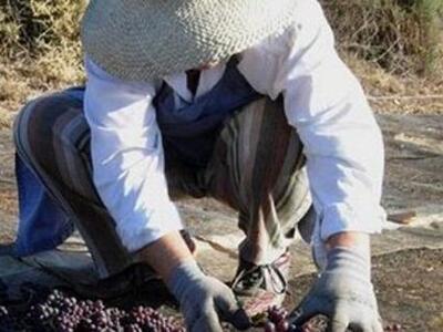 Αιγιάλεια: Κοντά στα περσινά επίπεδα η π...