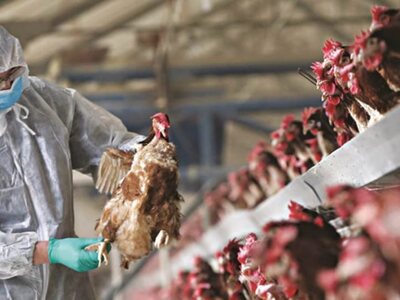 Ισπανία: Νέο ξέσπασμα της γρίπης των που...