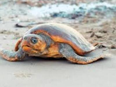 Στη Ζάκυνθο η πρώτη φωλιά θαλάσσιας χελώ...