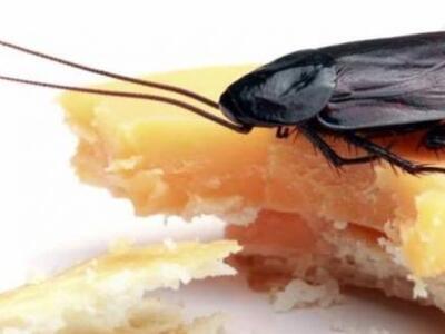 Πώς οι κατσαρίδες αντιστέκονται στα δολώματα