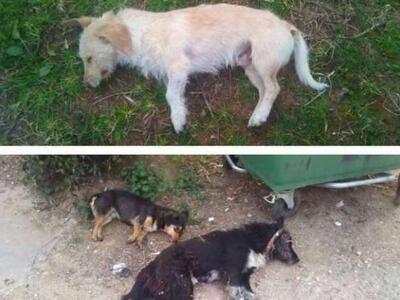 Δυτική Ελλάδα: Άγνωστος δηλητηρίασε μέσα...