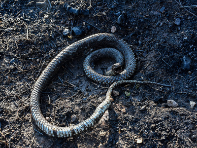 Ολλανδία: Ένα δηλητηριώδες φίδι μάμπα το...