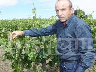 Ηλεία: Χαλάζι «τσάκισε» αμπέλια και ελιές!