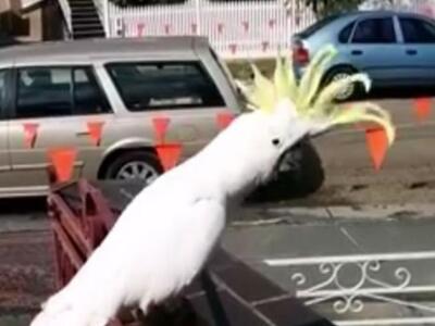 Παπαγάλος στην Αυστραλία τραγουδάει... &...