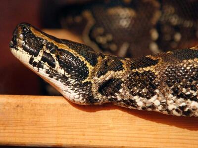 Αυστραλία: Ανακαλύφθηκε νέο είδος δηλητη...