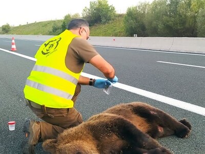 Η φωτογραφία παραχωρήθηκε στο ΑΠΕ-ΜΠΕ απ...