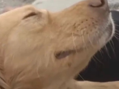 Σκύλος διαισθάνθηκε τον σεισμό στην Ελασ...