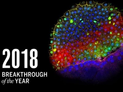 H ανάπτυξη των κυττάρων του εμβρύου σαν....