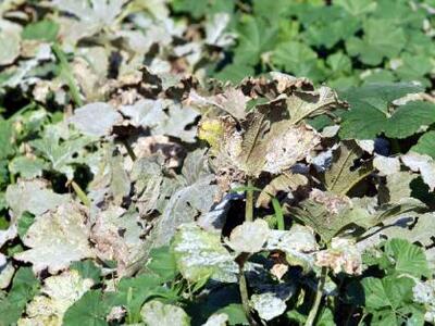 Μαροκινός ιός "χτυπά" τις καλλ...