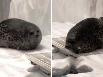 Γνωρίστε τη Yuki, την πιο αστεία φώκια στον κόσμο!