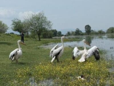 Απελευθερώθηκαν 15 άγρια πουλιά στη λίμνη Κερκίνη