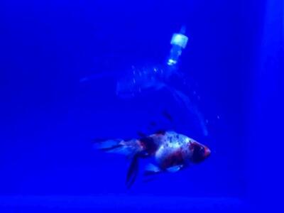 Δημιουργήθηκε το πρώτο θαλάσσιο διαφανές...