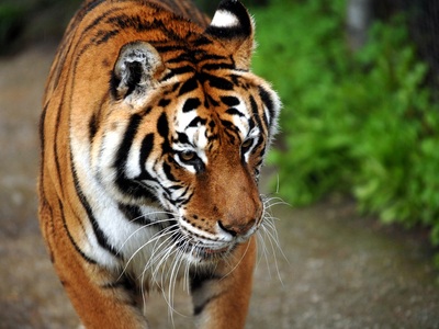 Κορωνοϊός-ΗΠΑ: Τίγρης σε ζωολογικό κήπο ...