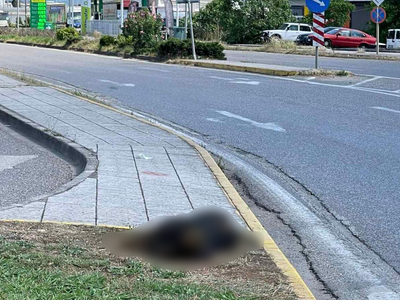 Αγρίνιο: Αποτρόπαιο θέαμα με νεκρούς σκύλους - ΦΩΤΟ Αγρίνιο: Αποτρόπαιο θέαμα με νεκρούς σκύλους - ΦΩΤΟ