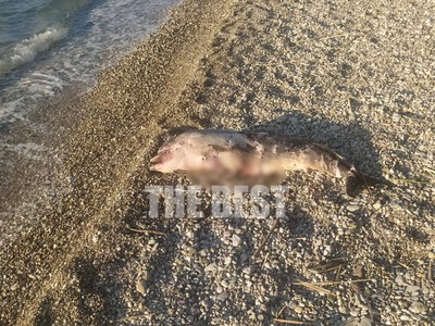 Πάτρα: Νεκρό δελφίνι στην παραλία του Αγ...