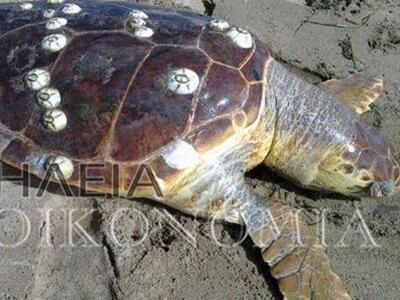 Ηλεία: νεκρές χελώνες ξέβρασε η θάλασσα ...