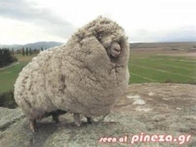 Χαμένο πρόβατο βρέθηκε μετά από 4 χρόνια...