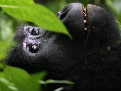 Οι Γορίλες στο Facebook