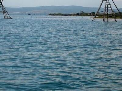 Απαγόρευση ελεύθερης συλλογής οστρακοειδ...