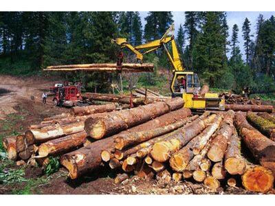 Όργιο λαθροϋλοτομίας στην Ηλεία