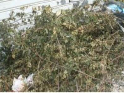 Πάτρα: Κομμένα κλαδιά στους δρόμους