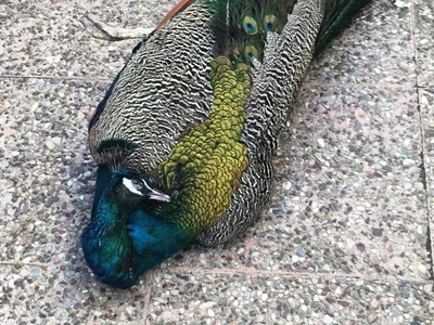 Δηλητηρίασαν τον Κυριάκο, το παγόνι μασκ...