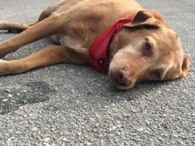 Ο υπέροχος Πάκο- Έμεινε επί ώρες ξαπλωμέ...