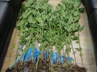 Αγρίνιο: Καλλιεργούσε στο κτήμα του 30 δ...