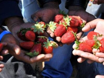 Ηλεία: Ζητούνται 4160 εργάτες γης για τη φράουλα