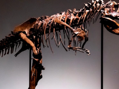 Σκελετός δεινοσαύρου πουλήθηκε $6,1 εκατ...