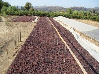 Μειωμένη φέτος η παραγωγή Κορινθιακής σταφίδας